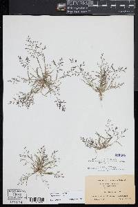 Eragrostis minor image