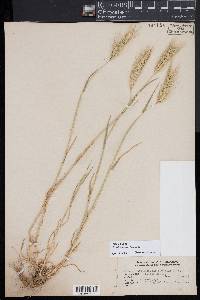 Hordeum marinum image