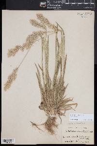 Holcus lanatus image