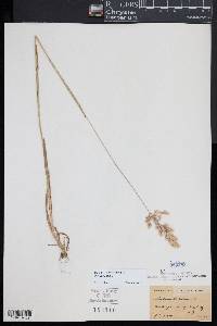 Holcus lanatus image