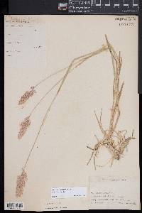 Holcus lanatus image