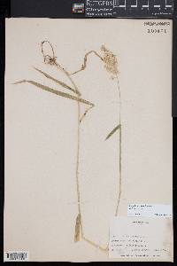 Holcus lanatus image
