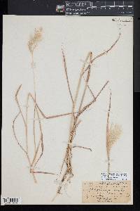 Bothriochloa laguroides image