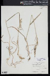 Bromus carinatus image