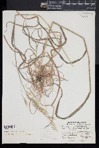 Bromus vulgaris image