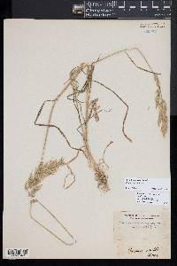 Bromus hordeaceus image