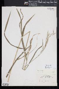 Bromus kalmii image