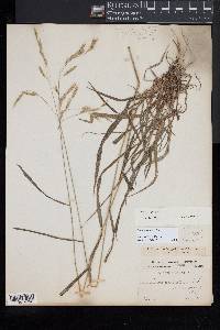 Bromus kalmii image