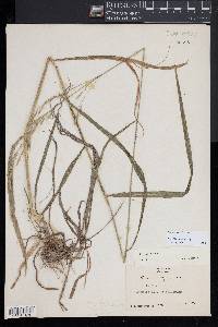 Bromus kalmii image