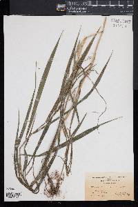 Bromus latiglumis image