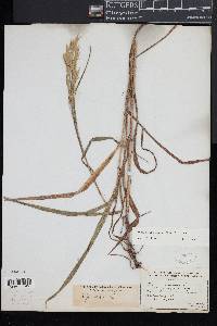 Bromus latiglumis image