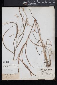 Bromus latiglumis image