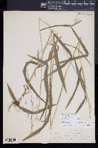 Bromus pubescens image