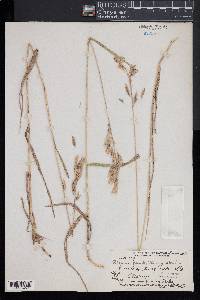 Bromus pubescens image