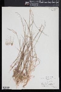 Bromus diandrus image