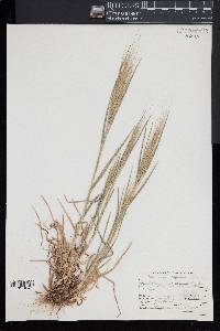 Bromus diandrus subsp. rigidus image