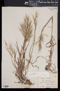 Bromus diandrus image