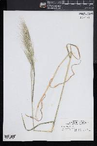 Bromus diandrus image