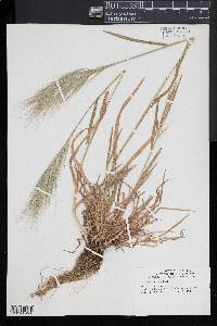 Bromus diandrus image