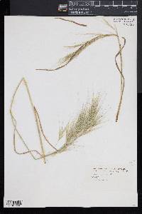 Bromus diandrus image