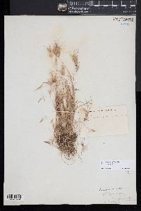 Bromus rubens image