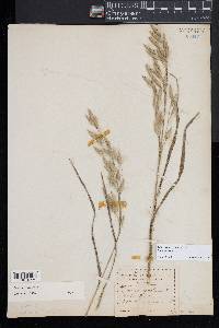 Bromus secalinus image