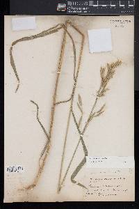 Bromus secalinus image