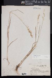 Bromus secalinus image