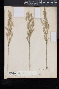 Bromus secalinus image