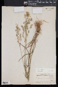 Bromus secalinus image