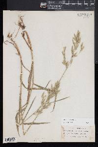 Bromus secalinus image