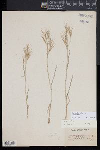 Bromus sterilis image