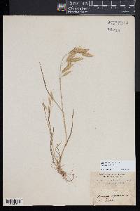 Bromus squarrosus image