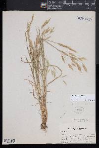 Bromus squarrosus image