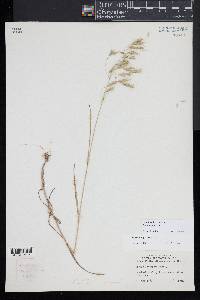 Bromus squarrosus image