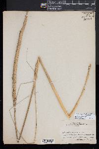 Ammophila arenaria image