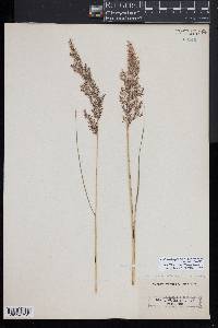 Calamagrostis canescens image