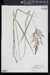 Calamagrostis canescens image