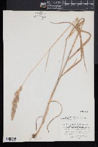 Calamagrostis cinnoides image