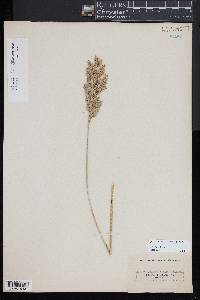 Calamagrostis epigeios image