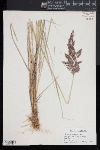 Calamagrostis epigeios image