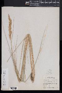 Calamagrostis stricta subsp. inexpansa image