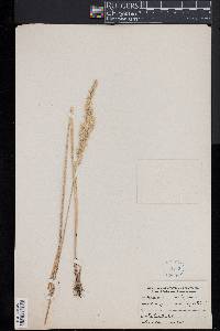 Calamagrostis stricta subsp. inexpansa image