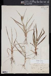 Cenchrus echinatus image