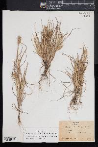 Cenchrus longispinus image