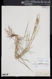 Cenchrus spinifex image