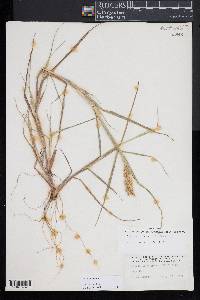 Cenchrus spinifex image