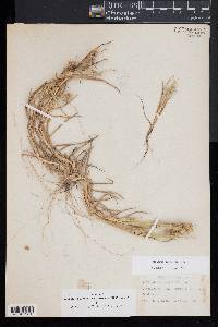 Cenchrus spinifex image