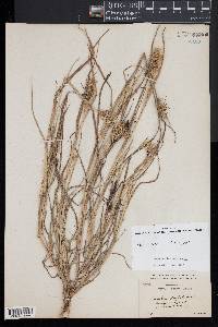 Cenchrus spinifex image