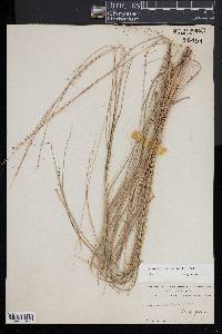 Chasmanthium laxum image